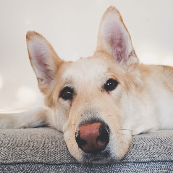 Apartment Dog, Living in an apartment with a dog, Winnipeg apartments, Apartment pets, Downtown Winnipeg Apartments, 300 Main Downtown Winnipeg Apartments