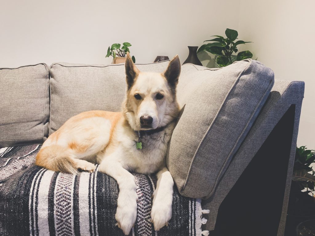 furniture shopping, apartment living, downtown winnipeg apartments, apartments in winnipeg, furniture shopping in Winnipeg