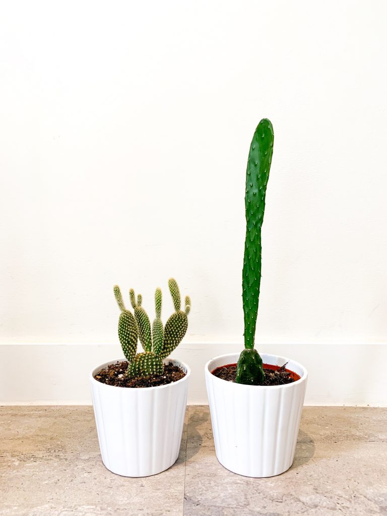 Finding Your (Houseplant) Match, indoor plants, apartment living, living in an apartment, downtown winnipeg apartment living. winnipeg apartments, apartments in winnipeg, indoor plants, winnipeg apartment indoor plants