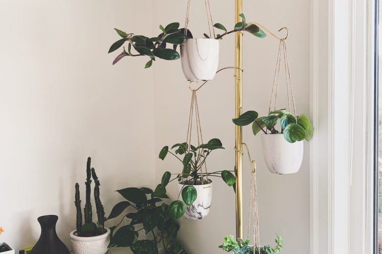 Finding Your (Houseplant) Match, indoor plants, apartment living, living in an apartment, downtown winnipeg apartment living. winnipeg apartments, apartments in winnipeg, indoor plants, winnipeg apartment indoor plants