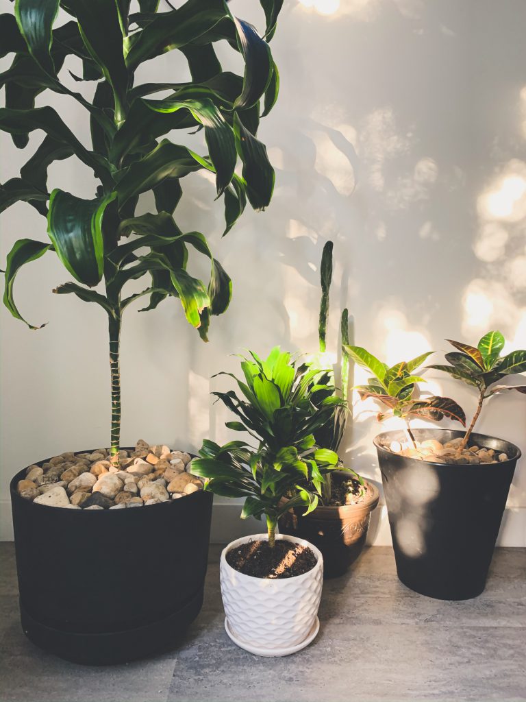 plants, indoor plants, house plants, apartment living, winnipeg apartments, apartments in winnipeg, downtown living in winnipeg, winnipeg downtown living, downtown lifestyle