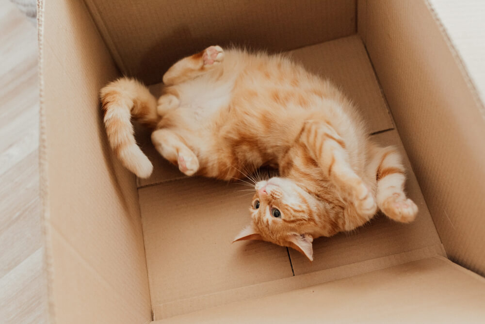 Cat inside a box